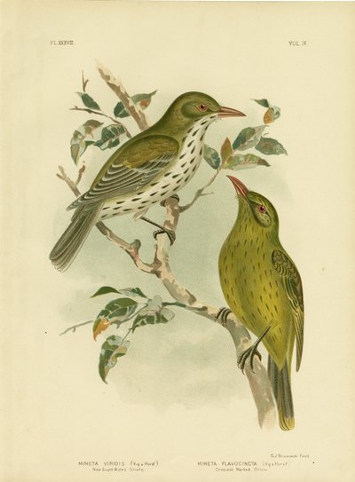 New South Wales Oriole or Green Oropendola by Gracius Broinowski